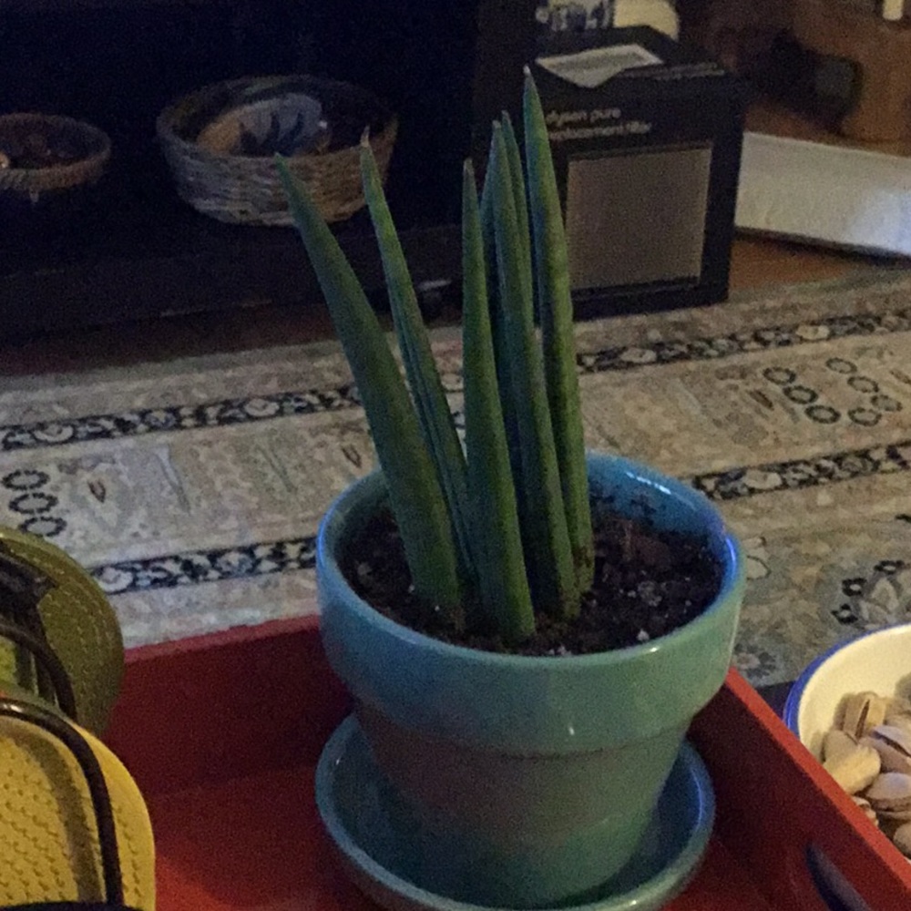 Meet your Posher, Cecile